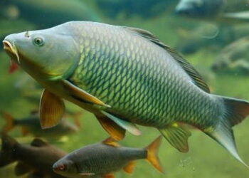 Стартує відбір постачальників річкової  риби для ЗСУ – Економіка