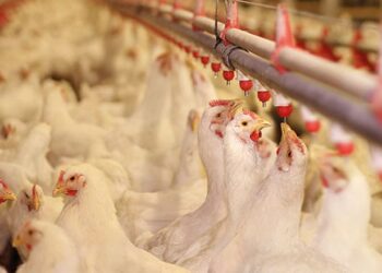 У рідких кормових добавках важлива точність дозування – Економіка