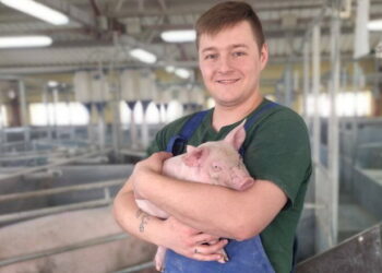 На 1 березня в Єдиному держреєстрі тварин проідентифіковано й зареєстровано 155,6 тис. голів товарних свиней – Економіка