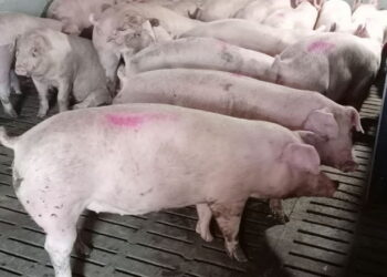 Ціни на живець свиней непохитні: 74,55 грн/кг – Економіка