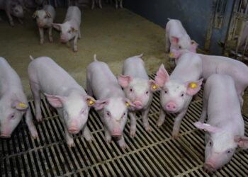 У «Подільському беконі» розповіли про систему біобезпеки – Економіка