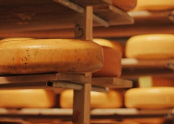 У січні виробники твердого сиру підвищили ціни на 3,4% – Економіка