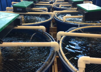 У 2024 році в аквакультурі виростили на 22% більше водних біоресурсів – Економіка