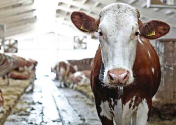 Як діагносувати везикулярний стоматит у корів – Економіка