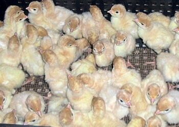 Добових індичат оцінюють через 12-18 годин після вибирання – Економіка