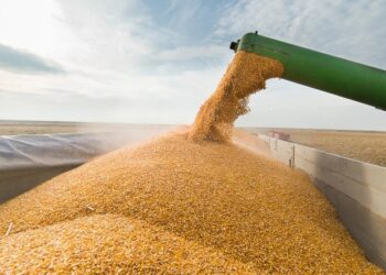 Експорт насіння з України: причини щорічного зростання |