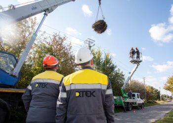 Енергетики ДТЕК встановлюють нові платформи для лелечих гнізд на Київщині