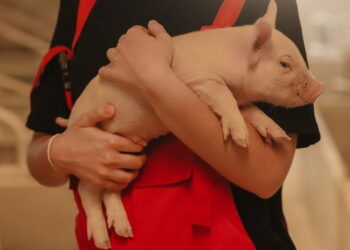 Як видаляють молочні зуби в поросят  – Економіка