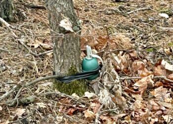 На Бучанщині у лісі виявили розтяжку