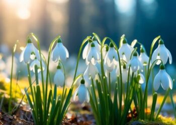 На Київщині зафіксували новий температурний рекорд