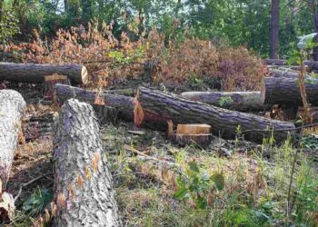 Суд скасував рішення про виділення Мархалівського лісу під військовий цвинтар