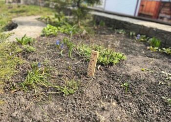 У Білій Церкві на території парку культури та відпочинку ім. Т.Шевченка відбулася акція “Твоє дерево в парку” (ФОТО)