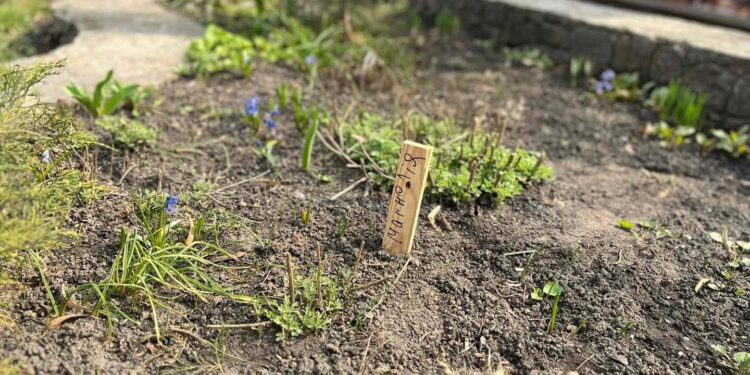 У Білій Церкві на території парку культури та відпочинку ім. Т.Шевченка відбулася акція “Твоє дерево в парку” (ФОТО)