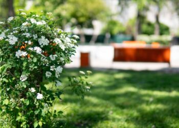 У Києві висадять безпечні тополі та створять більше зелених зон | ПРО ГОЛОВНЕ