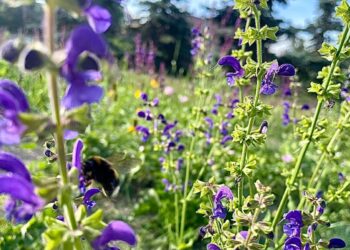 У Києві висадять нові хвойні алеї, квітучі луки та екозони | ПРО ГОЛОВНЕ