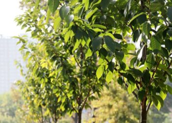 В Ірпені облаштують сквер Василя Стуса