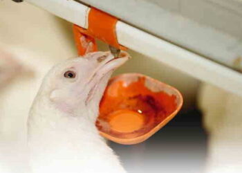 Дистиляція допоможе отримати чисту воду для птиці – Економіка