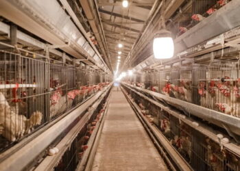 Для курей-несучок важлива інтенсивність освітлення – Економіка