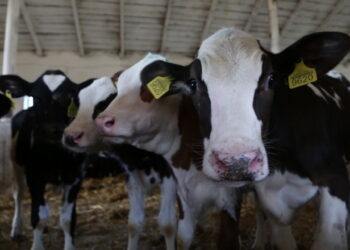 За січень-лютий поголів’я ВРХ скоротилося на 7% – Економіка