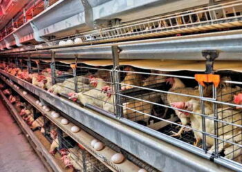 Захворювання птиці погіршують якість шкаралупи яєць – Економіка