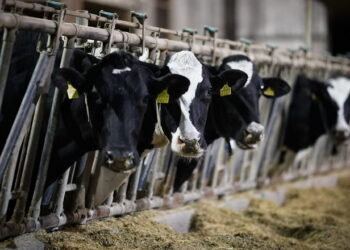 «Терезине» цьогоріч має в планах запустити біогазові установки – Економіка