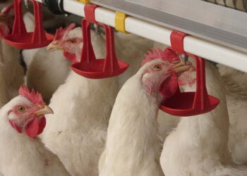 Використання води ‒ не те саме, що її споживання – Економіка