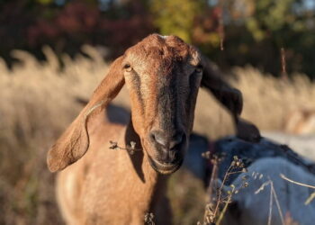 Кооперативна модель розвитку козівництва підвищить конкурентоспроможність малих ферм – Економіка