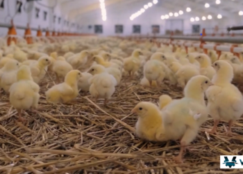 Системи керування пташниками: аналіз поширених проблем – Економіка