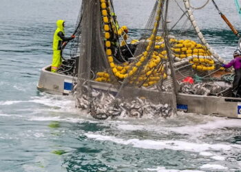 У 2024 році Україна виловила на 27,5% більше водних біоресурсів – Економіка