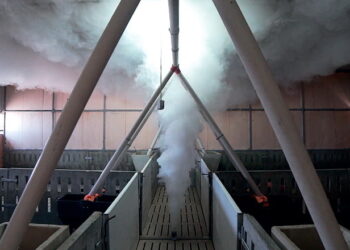 Кілька українських свинокомплексів можуть давати майстер-класи з біобезпеки для деяких у Європі – Економіка