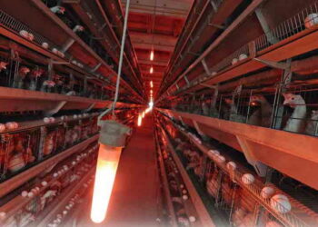 Коли для курей настає світлочутлива фаза – Економіка