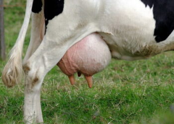 Оптимальний уміст сечовини в молоці корови ‒ 0,15-0,3 г/л – Економіка