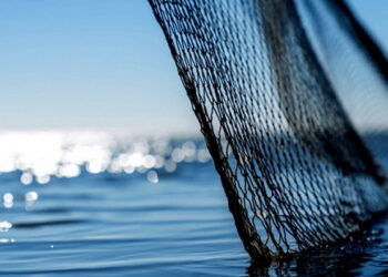 Оголошено повторні аукціони на вилов риби в пониззі Дністра та Дністровському лимані – Економіка