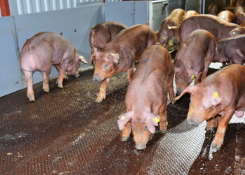 «Еко піглетс» намагається завжди мати резерв кнурів – Економіка