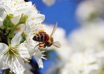 Комерційне запилення незабаром буде в агрохолдингів на порядку денному – Економіка