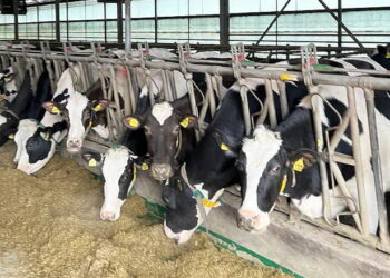 Уміст білка в молоці вищий за 3,8% сигналізує про падіння продуктивності корови – Економіка