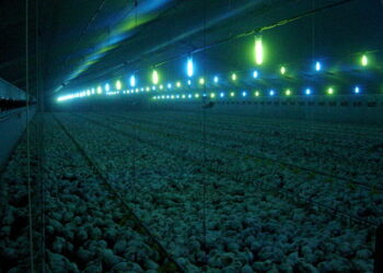 Який світловий режим найліпший для бройлерів – Економіка