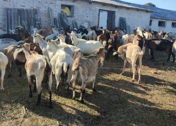 Козівництво потребує більш системної підтримки – Економіка