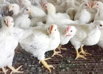 Інфекційний гідроперикардит зазвичай перебігає в асоціації з іншими захворюваннями – Економіка