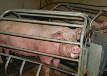 Свиноматку після відлучення до запліднення краще перегодувати, ніж недогодувати – Економіка