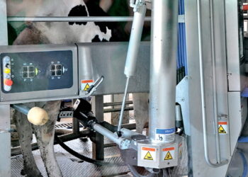 З початку року підприємства на 4% збільшили виробництво молока – Економіка