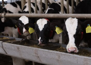 Харківська агрофірма після деокупації наростила поголів’я ВРХ – Економіка