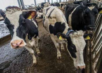 У І кварталі Україна заробила на експорті живої ВРХ у 2,4 раза більше – Економіка