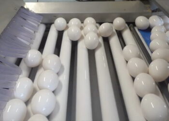 Українським яйцям і яєчним продуктам відкрили ринки Албанії та Малайзії – Економіка