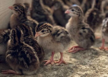 Житомирська екоферма вирощує цесарок, спираючись на досвід французів – Економіка