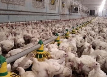 Негативний ефект від надмірної вологості у пташнику дасть взнаки згодом – Економіка