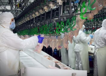 Експорт м’яса птиці в І кварталі зріс на 6,4% – Економіка