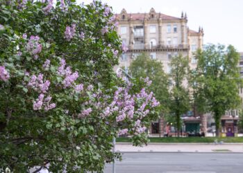 Де подивитися бузок у Києві 2025 | ПРО ГОЛОВНЕ