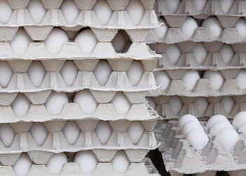 15 компаній мають право експорту яєць до ЄС – Економіка