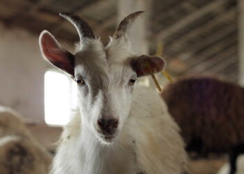Основна хвороба кіз ‒ пневмонія – Економіка